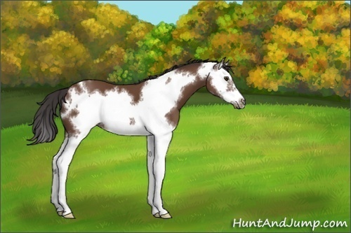 Horse Color:Bay Splash Frame 