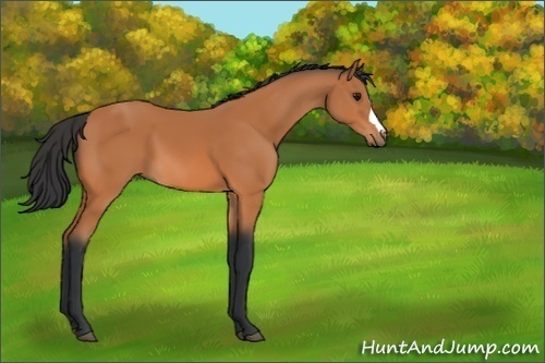 Horse Color:Bay 