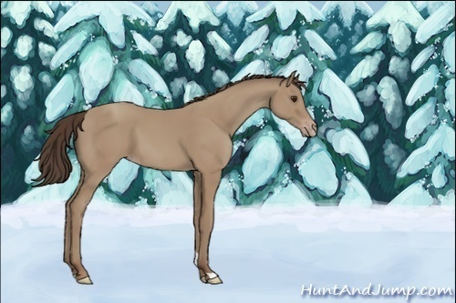 Horse Color:Classic Champagne 