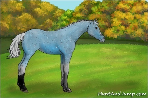 Horse Color:ERROR: UNKNOWN ANOMALY