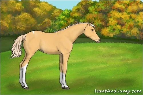 Horse Color:Palomino Tobiano Rabicano 