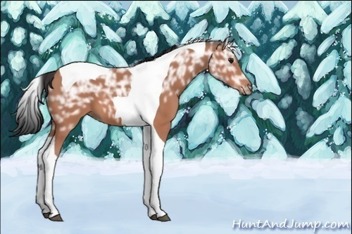 Horse Color: Bay Ice Tobiano 