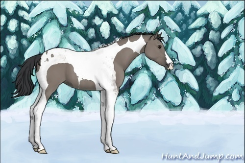 Horse Color:Grullo Tobiano 