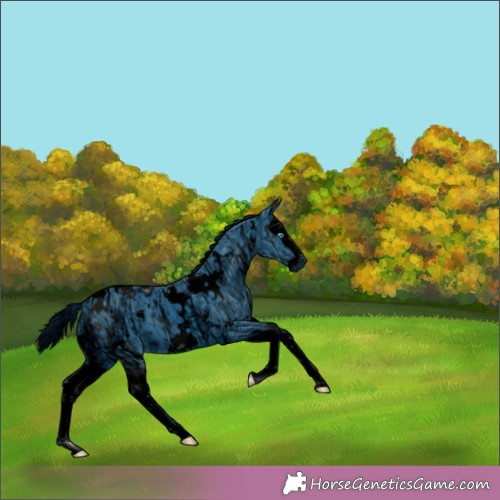 Horse Color: ERROR: UNKNOWN ANOMALY