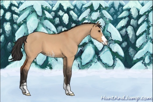 Horse Color:Bay Roan Dun Sabino 