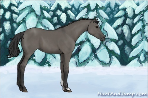 Horse Color:Grullo 