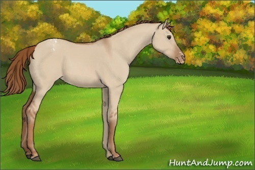 Horse Color:Red Dun Sabino Appaloosa 