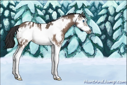 Horse Color:Brown Roan Dun Splash Frame Appaloosa 