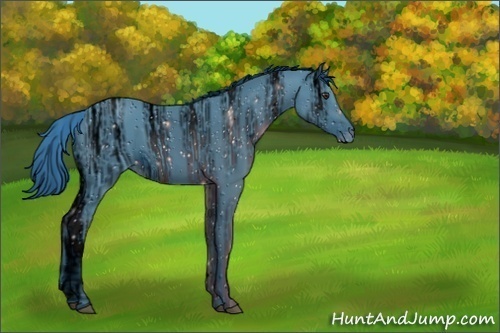 Horse Color:ERROR: UNKNOWN ANOMALY