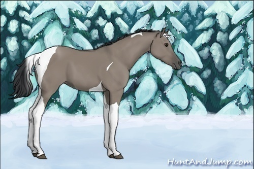 Horse Color:Grullo Tobiano 