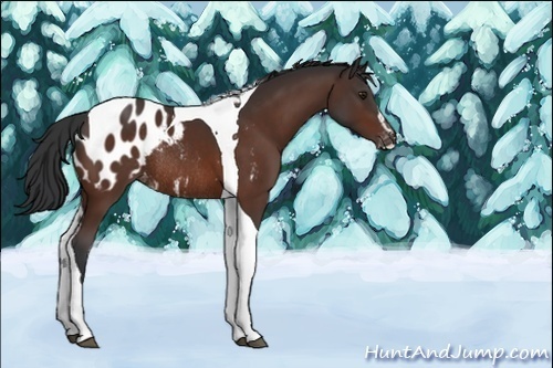 Horse Color:Brown Sabino Tobiano Appaloosa Rabicano 