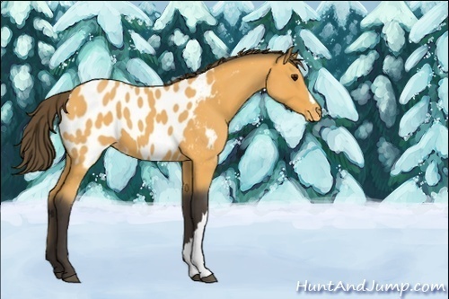 Horse Color:Buckskin Roan Blanket 