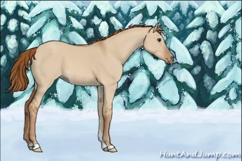 Horse Color:Red Dun 