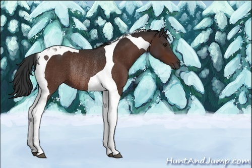 Horse Color:Brown Tobiano Rabicano 