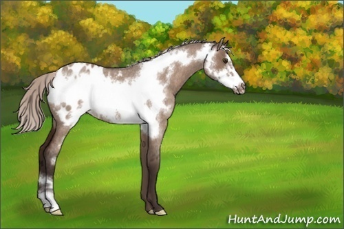 Horse Color:Silver Brown Roan Dun Frame Appaloosa Rabicano 
