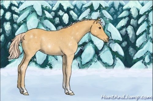 Horse Color:ERROR: UNKNOWN ANOMALY
