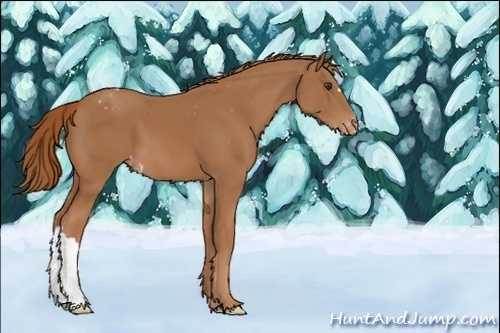 Horse Color:Chestnut Blanket 