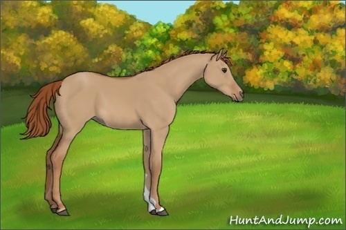 Horse Color:Red Dun Sabino 
