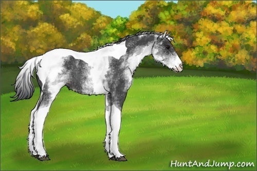 Horse Color:White Spotted Black Tobiano Rabicano 