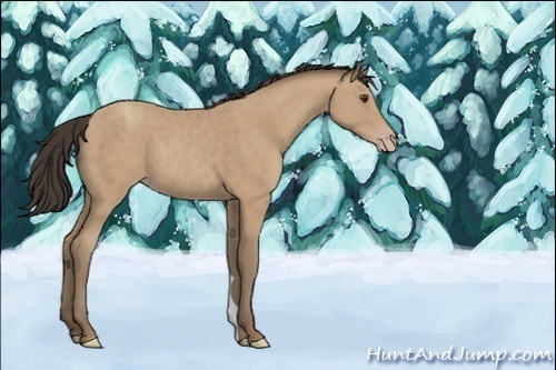 Horse Color:Classic Champagne Rabicano 