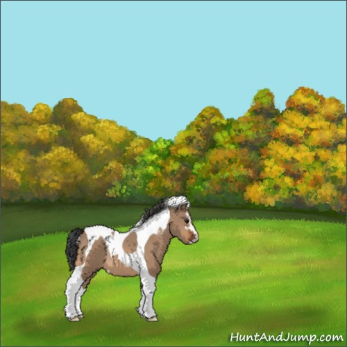 Horse Color:Bay Dun Sabino Tobiano Rabicano 