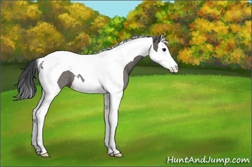 Horse Color:Grullo Splash Tobiano Rabicano 