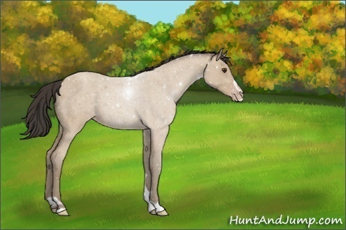 Horse Color:Classic Champagne Roan Sabino 