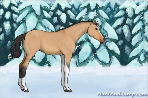 Horse Color:Bay Dun Sabino Tobiano 