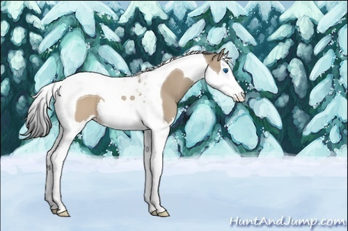 Horse Color:Brown Dun Sabino Splash Tobiano 