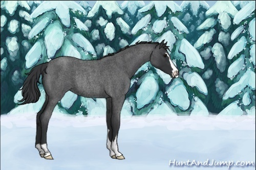 Horse Color:Blue Roan Sabino Rabicano 