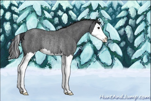 Horse Color:Blue Roan Sabino Splash Rabicano 