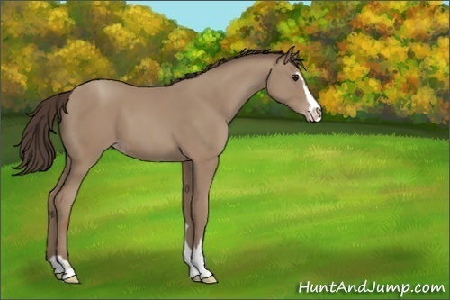 Horse Color:Classic Champagne Sabino 