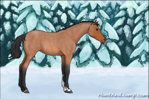 Horse Color:Bay Roan Rabicano 