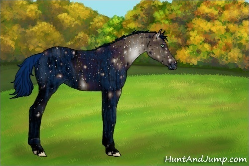 Horse Color:ERROR: UNKNOWN ANOMALY