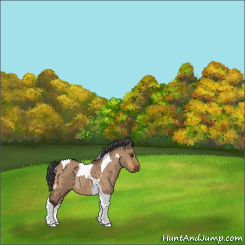 Horse Color:Bay Dun Tobiano Rabicano 