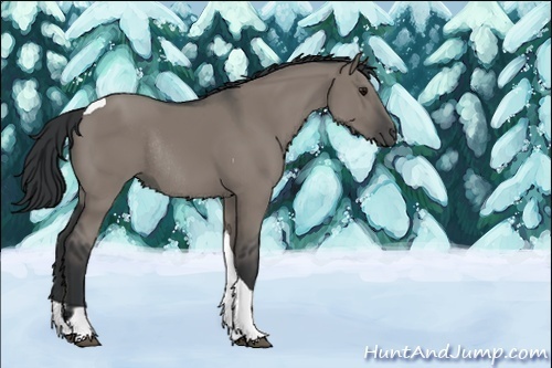 Horse Color:Grullo Sabino Tobiano Rabicano 