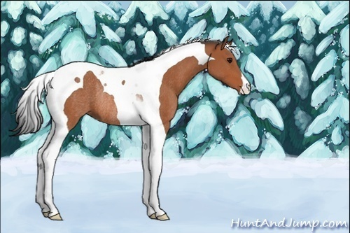Horse Color:Bay Tobiano Rabicano 