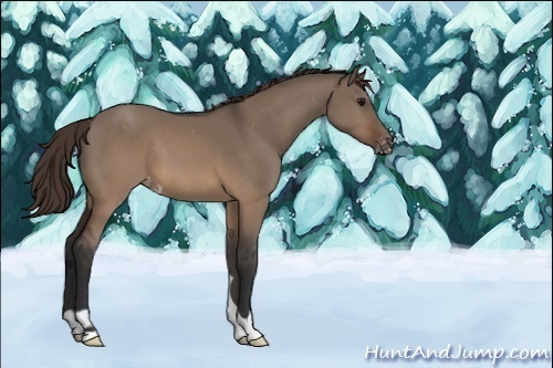 Horse Color:Brown Dun Appaloosa 