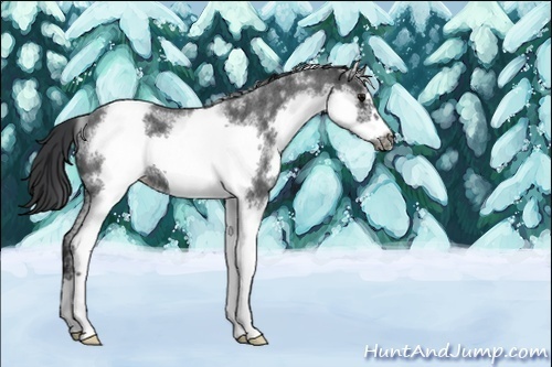 Horse Color:White Spotted Blue Roan Frame 