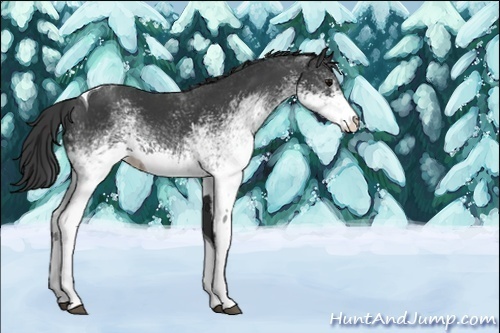 Horse Color:White Spotted Black Tobiano Rabicano 