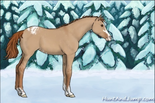 Horse Color:Red Dun Sabino Appaloosa 