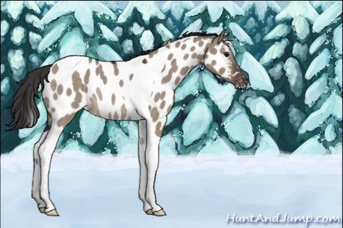 Horse Color:Brown Dun Tobiano Appaloosa Rabicano 