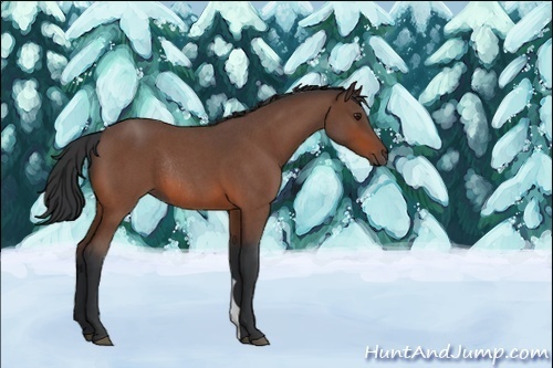 Horse Color:Brown Roan Rabicano 