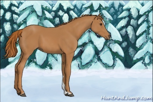 Horse Color:Chestnut 