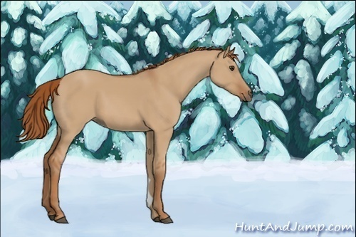 Horse Color:Red Dun Sabino 