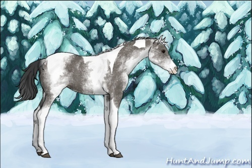 Horse Color:White Spotted Grullo Tobiano 