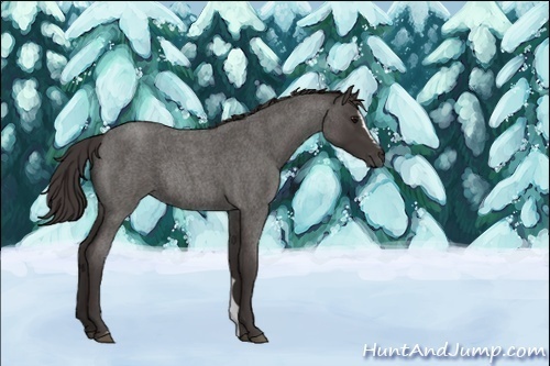 Horse Color:Smoky Blue Roan Sabino Rabicano 