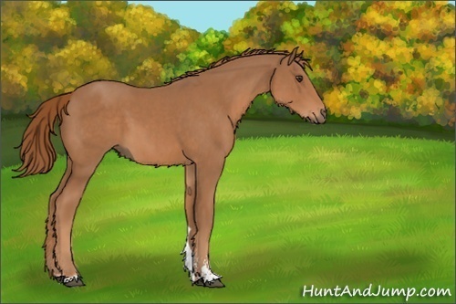 Horse Color:Chestnut Sabino 