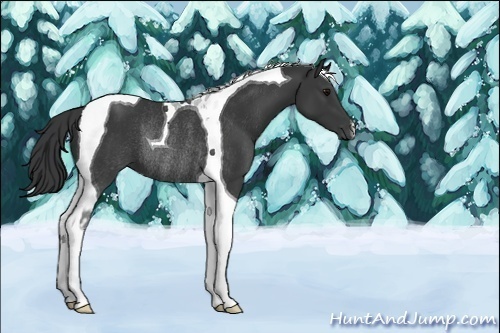 Horse Color:Black Tobiano Rabicano 