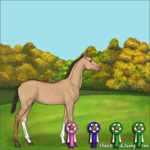 Horse Color:Bay Dun 